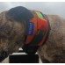 Pig Dog Rip Collar Basic
